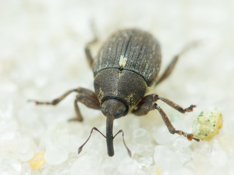 Glocianus punctiger (C. R. Sahlberg, 1835)